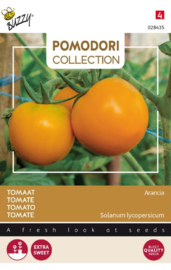 Tomaat 'Arancia' / ‘Zloty Ozarowski’’, Solanum lycopersicum