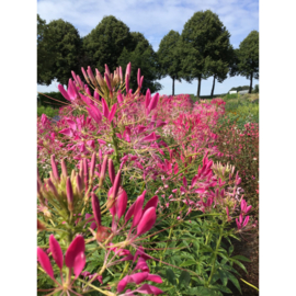 Cleome spinosa 'Rose queen', Kattensnor