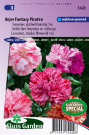 Dianthus caryophyllus 'Fantasy Picoteé Mix', Tuinanjer Anjer