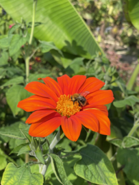 Tithonia rotundifolia 'Torch', Mexicaanse zonnebloem