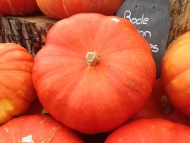 Pompoen 'Rouge Vif D'Etampes' / 'Rode van Etampes', Cucurbita maxima