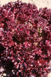 Krulsla pluksla 'Lollo Rossa', Lactuca sativa Biologisch