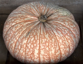 Pompoen 'One Too Many', Cucurbita maxima