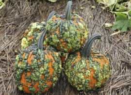 Pompoen halloween 'Warthy Goblin F1', Cucurbita pepo