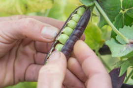 Capucijner 'Blauwschokkers', Pisum sativum Biologisch