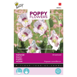 Papaver somniferum 'Breadseed', Blauwmaanzaad Papaver Slaapbol