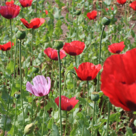 Papaver somniferum rood, Papaver of Slaapbol Biologisch