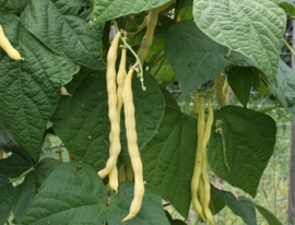 Stokslaboon spekboon 'Neckargold', Phaseolus vulgaris Biologisch