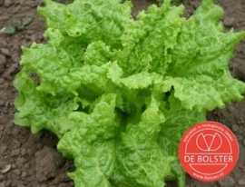 Pluksla 'Black Seeded Simpson', Lactuca sativa Biologisch