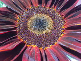 Helianthus annuus 'Moulin Rouge', Zonnebloem stuifmeelvrij