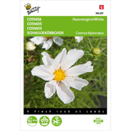 Cosmos bipinnatus 'Hummingbird White', Lage Cosmea