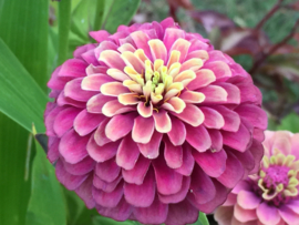 Zinnia elegans 'Queeny Red Lime', Zinna