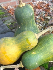 Butternut flespompoen 'Anna', Cucurbita moschata