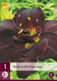 Hemerocallis 'Bogeyman', Daglelie