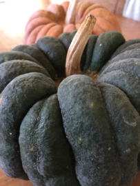 Pompoen 'Futtsu Black Early', Cucurbita moschata