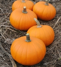 Pompoen halloween 'Baby Bear', Cucurbita pepo