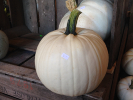 Pompoen halloween 'Moonshine F1', Cucurbita pepo