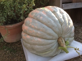 Pompoen 'Turkischer Bergkurbis', Cucurbita maxima