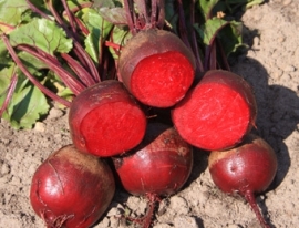 Biet rode 'Kogel 2', Beta vulgaris var. rubra Biologisch