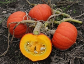 Pompoen 'Amoro F1', Cucurbita maxima Biologisch