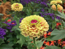 Zinnia elegans 'Queen Lime With Blush', Zinna