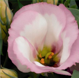 Lisianthus 'Mini Roze', Eustoma 