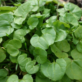 Lepelblad, Cochlearia officinalis Biologisch