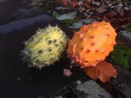 Hoornmeloen kiwano, Cucumis metuliferus