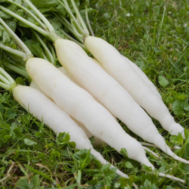Radijs wortel 'Ijskegel', Raphanus sativus Biologisch