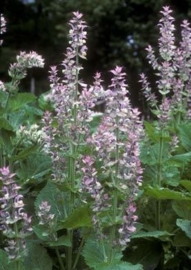 Salvia sclarea, scharlei Biologisch