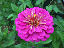 Zinnia elegans 'Art Deco', Zinnia