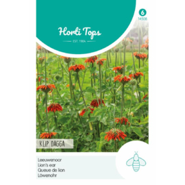 Leonotis nepetifolia 'Klip Dagga', Leeuwenoor