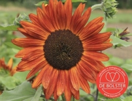 Helianthus annuus 'Velvet Queen', Zonnebloem Biologisch