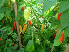 Peper 'Dong Xuan Market', Capsicum baccatum