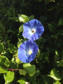 Ipomoea tricolor 'Clarks Blue', Klimmende Winde