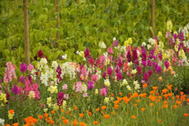 Antirrhinum majus, Leeuwenbek Biologisch