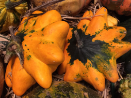 Patisson 'Glow F1', Cucurbita pepo