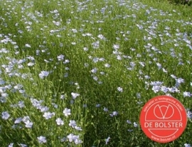 Linum utsitassimum, Vlas blauw Biologisch