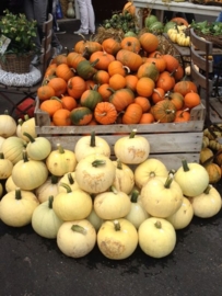 pompoen halloween 'Owl's Eye', Cucurbita pepo Biologisch