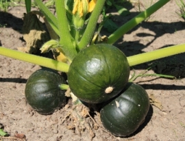 Zomerpompoen Patisson 'Zapalito', Cucurbita maxima Biologisch