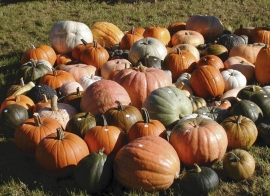 Pompoen 'Giant mixture', Cucurbita maxima