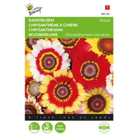 Chrysantemum carinatum 'Mix', Bonte Ganzebloem Zomerchrysant