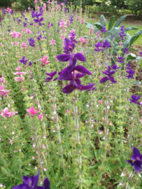 Salvia horminum, Bonte Salie Paars Biologisch