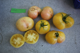 Vleestomaat 'Lotos', Solanum lycopersicum