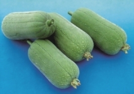 Loefa sponsgourd sponskomkommer, Luffa cylindrica