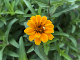 Zinnia angustifolia 'Persian Carpet', Zinnia laag