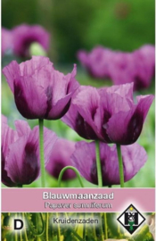 Papaver somniferum, Blauwmaanzaad Papaver Slaapbol