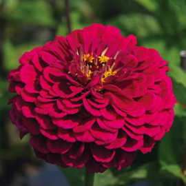 Zinnia elegans 'Benary’s Wine', Zinna