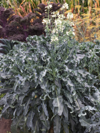 Broccoli bladbroccoli 'Spigariello', Brassica oleracea botrytis var Cymosa