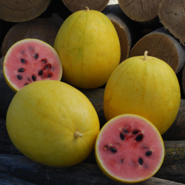 Watermeloen 'Golden Midget', Citrullus lanatus